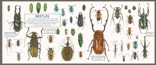 Darwin’s Rival: Alfred Russel Wallace and the Search for Evolution