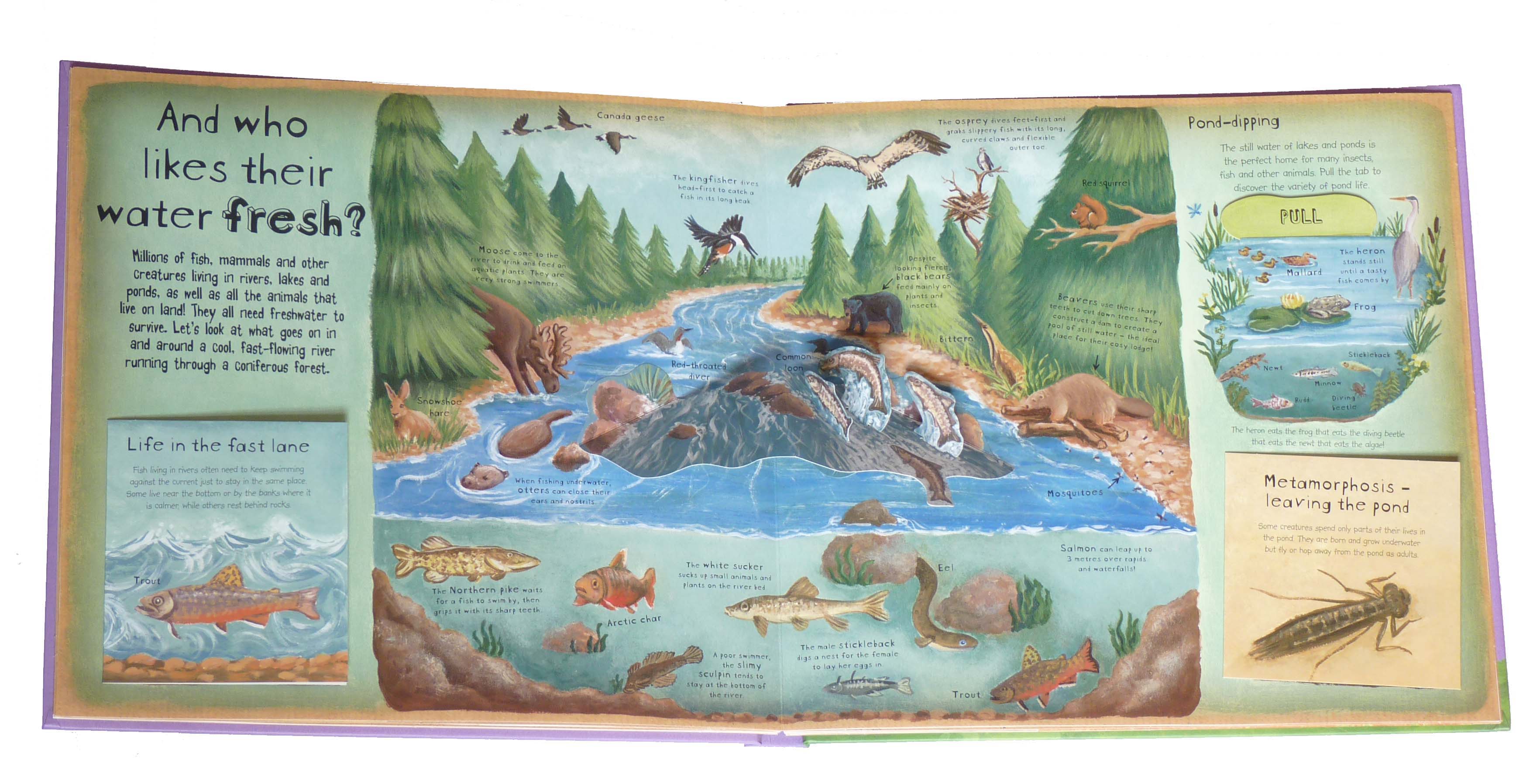 How Animals Live